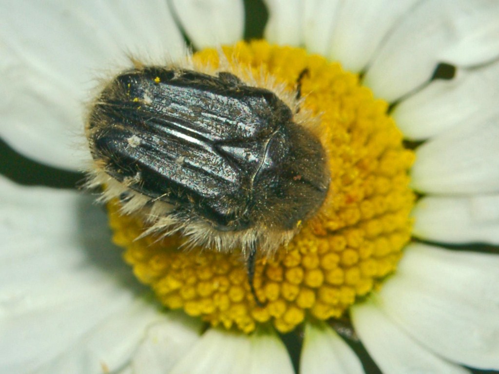 Tropinota squalida e due Oxythyrea sp.